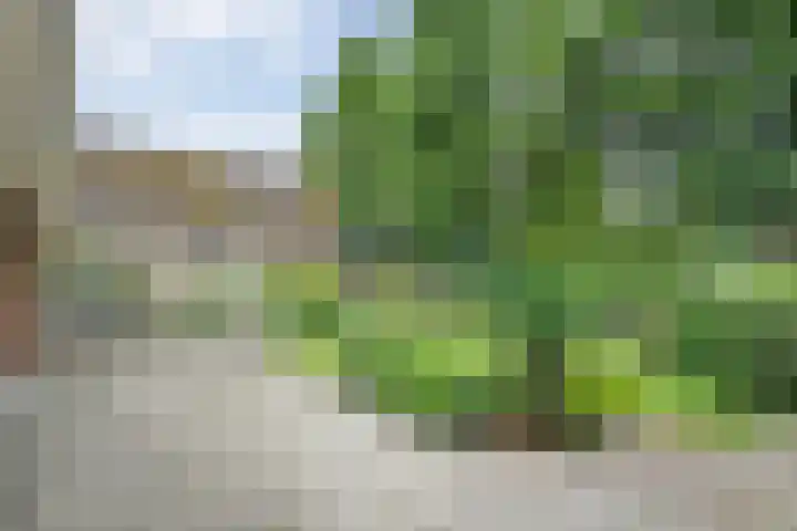 De Lisdodde 54 Dedemsvaart thumbnail 36
