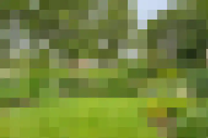 De Lisdodde 54 Dedemsvaart thumbnail 39