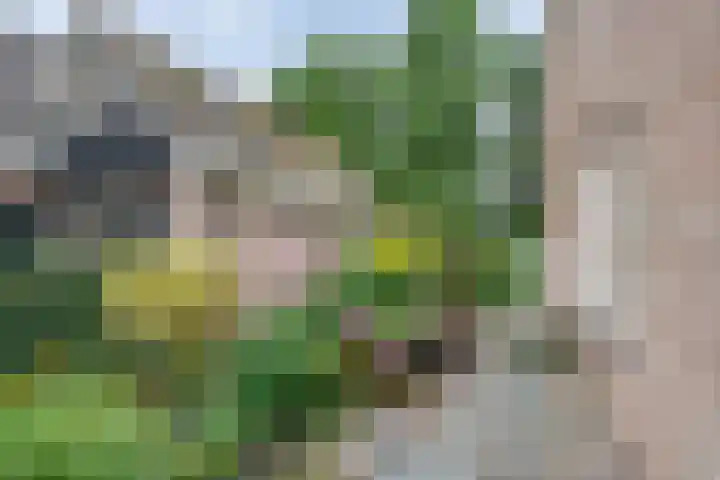De Lisdodde 54 Dedemsvaart thumbnail 43