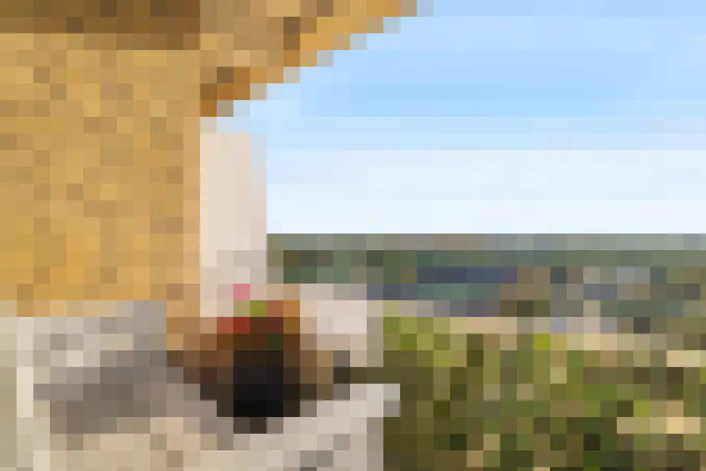 De Loet 264 Castricum thumbnail 5
