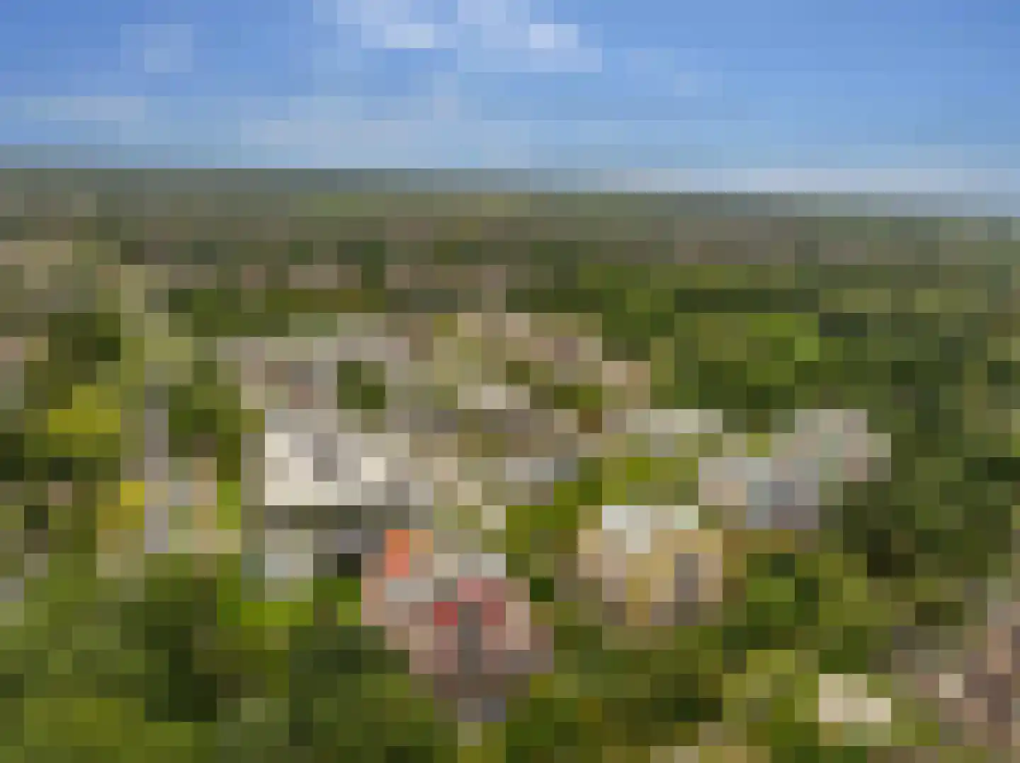 De Maaier 185 Hoogeveen thumbnail 65