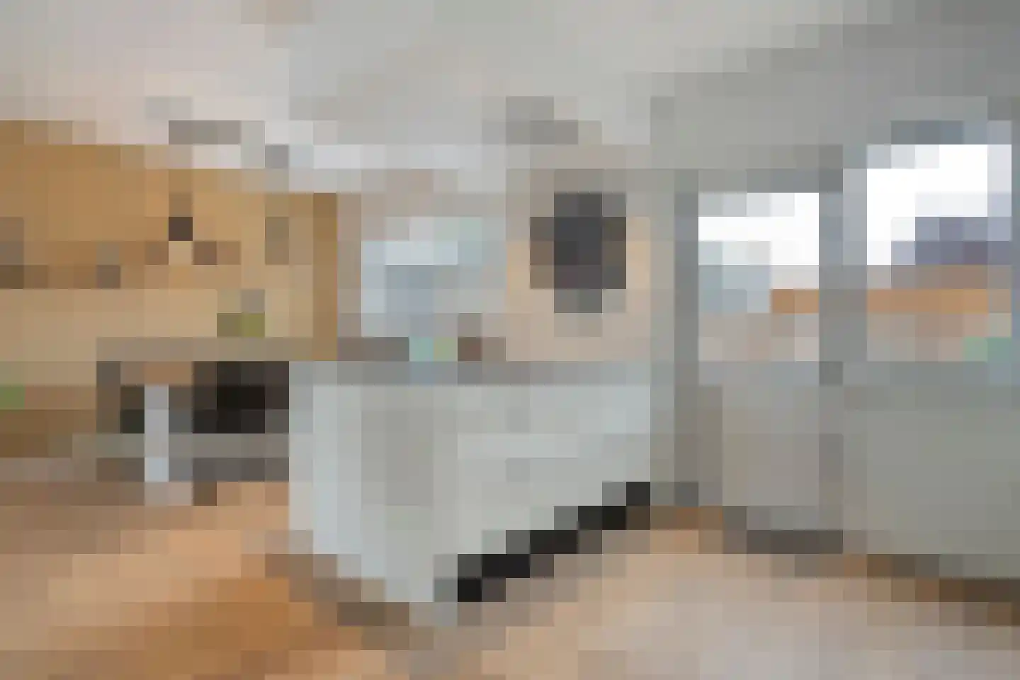 De Magnolia 37 Dedemsvaart thumbnail 17