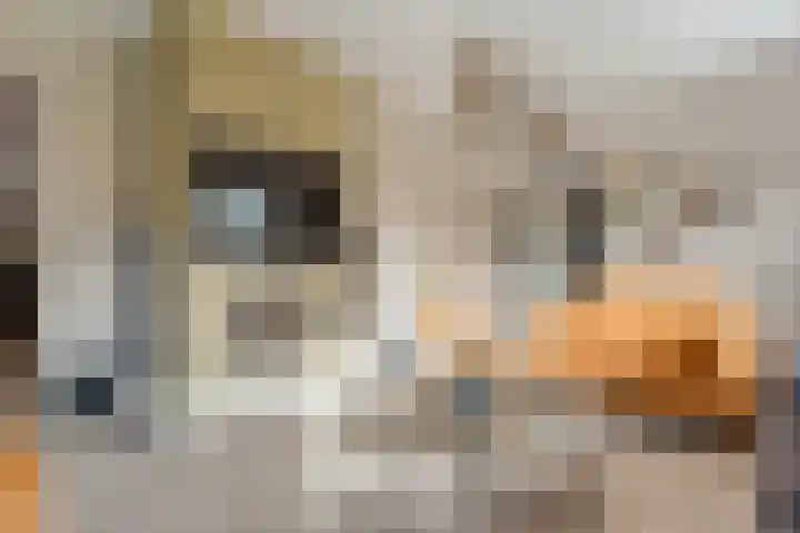De Magnolia 40 Dedemsvaart thumbnail 12