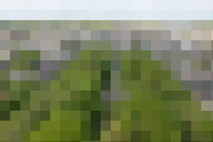 De Marke 182 Drachten thumbnail 6