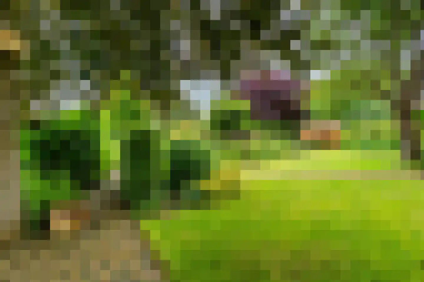 De Marke van Leusen 10 Nieuwleusen thumbnail 39