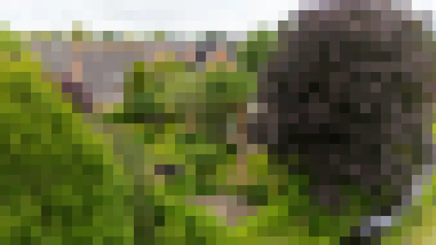 De Marke van Leusen 10 Nieuwleusen thumbnail 55