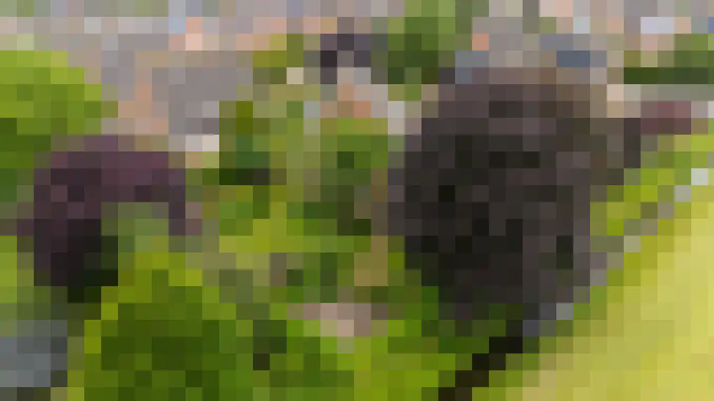 De Marke van Leusen 10 Nieuwleusen thumbnail 56