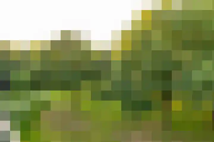 De Marsenstede 15 Zuidwolde thumbnail 26