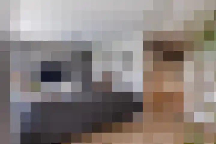de Mate 25 Hattem thumbnail 9