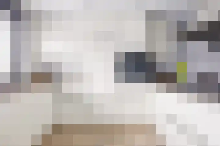 De Meent 51 Odijk thumbnail 12