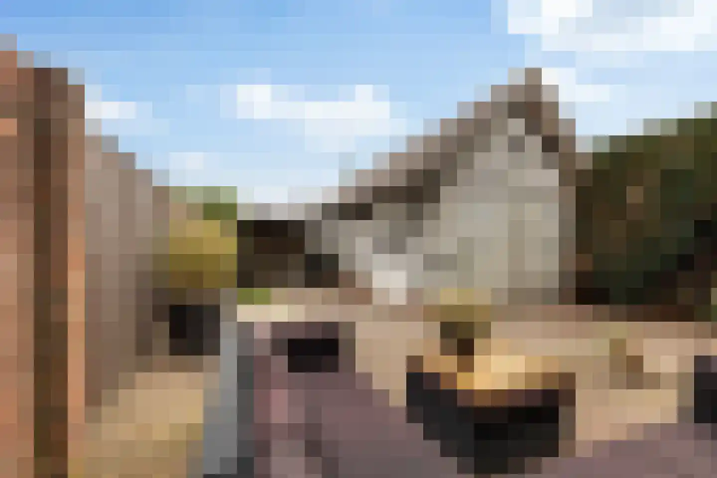 de Meenthe 16 Hattem thumbnail 25