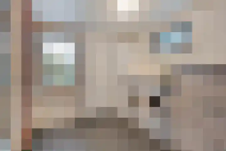 De Meerkoet 2 Dedemsvaart thumbnail 22