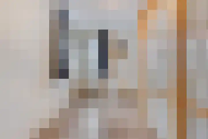De Meerkoet 2 Dedemsvaart thumbnail 37