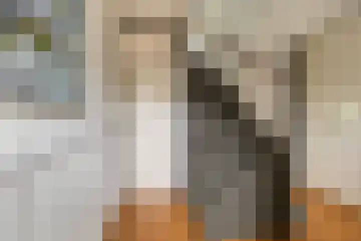 De Meerkoet 7 Zevenhuizen thumbnail 6
