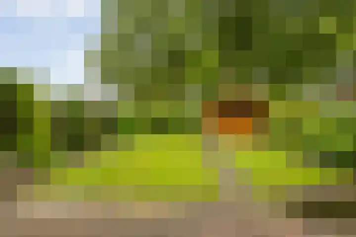 de Meibree 2 Raalte thumbnail 41