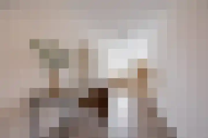 De Melksuiker 58 Uitgeest thumbnail 23