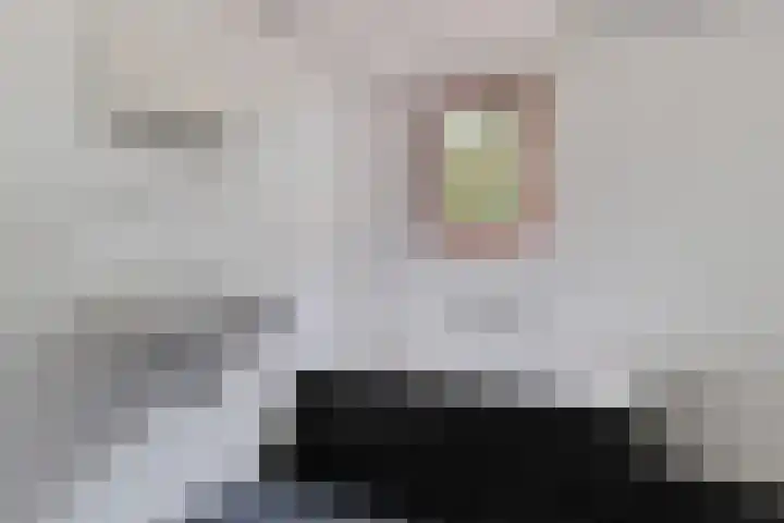 de Meute 40 Creil thumbnail 30