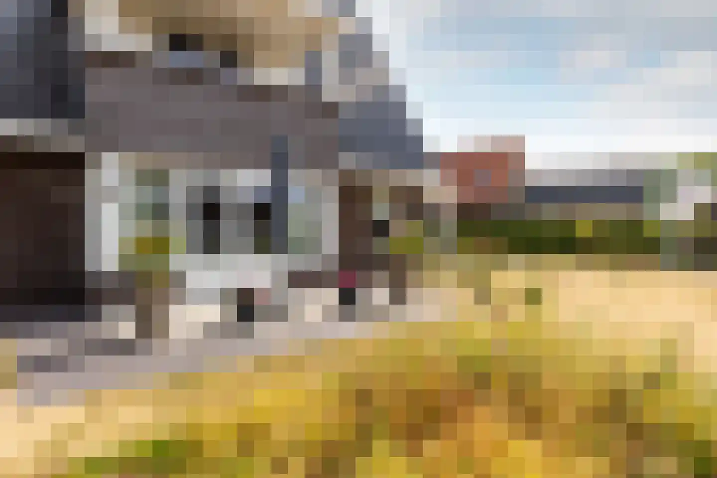 De Meutelaer 1 Stellendam thumbnail 54