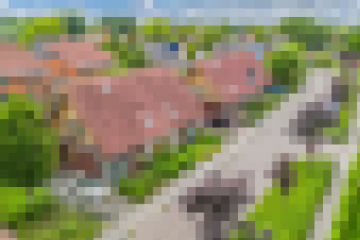 De Mielgong 13 Mantgum thumbnail 40