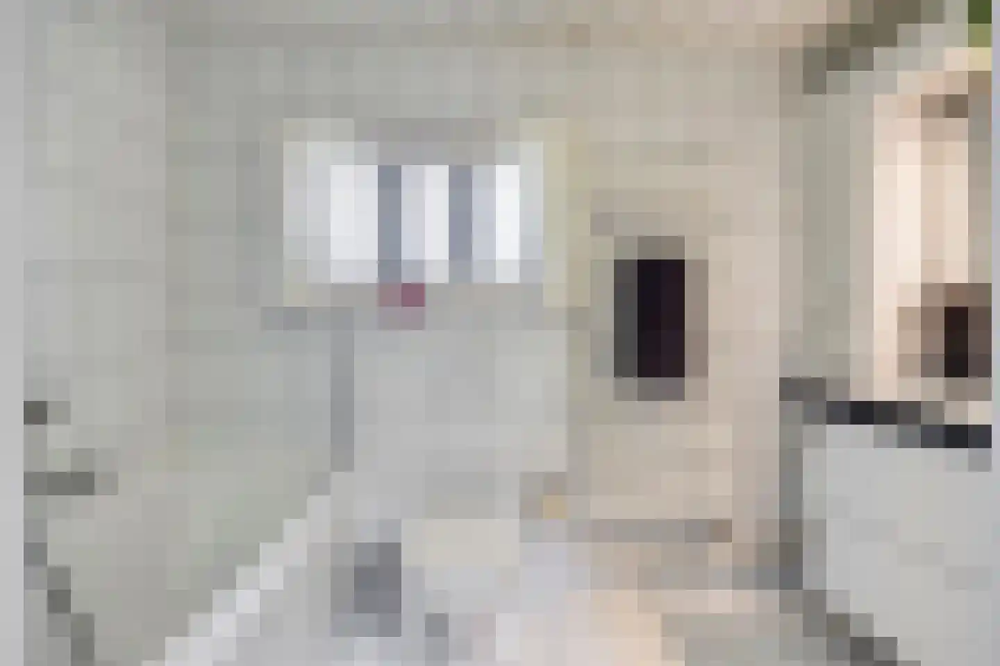 De Misse 1 Berlicum thumbnail 30