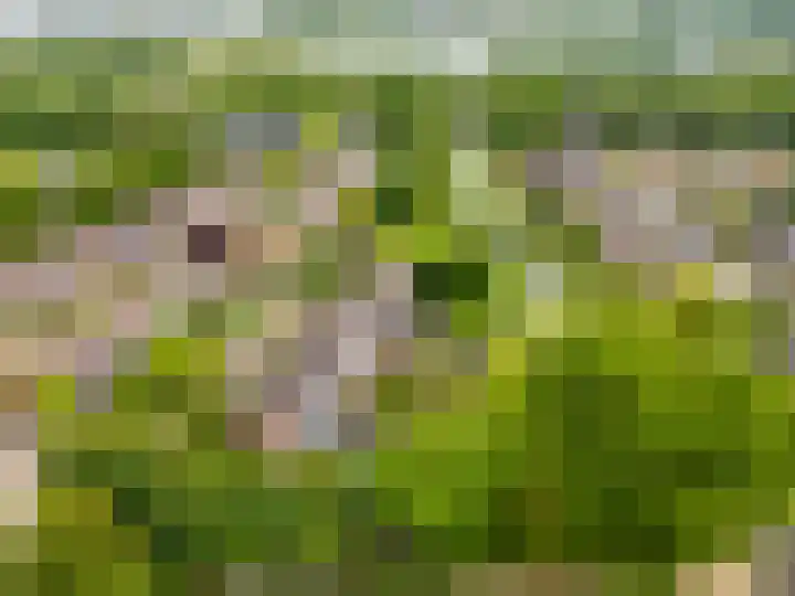 De Moesmate 298 Zutphen thumbnail 38