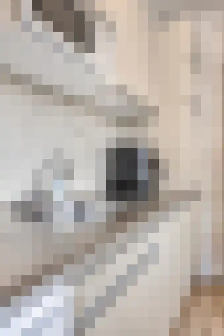De Mommers 8 Waalre thumbnail 18