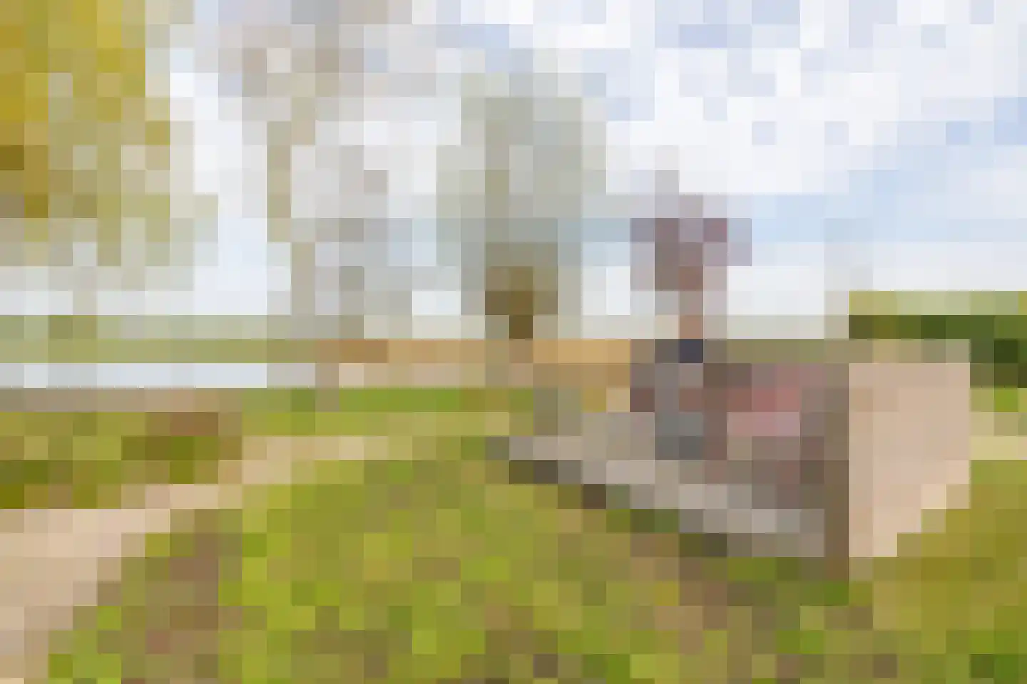 De Moor 30 West-Graftdijk thumbnail 46