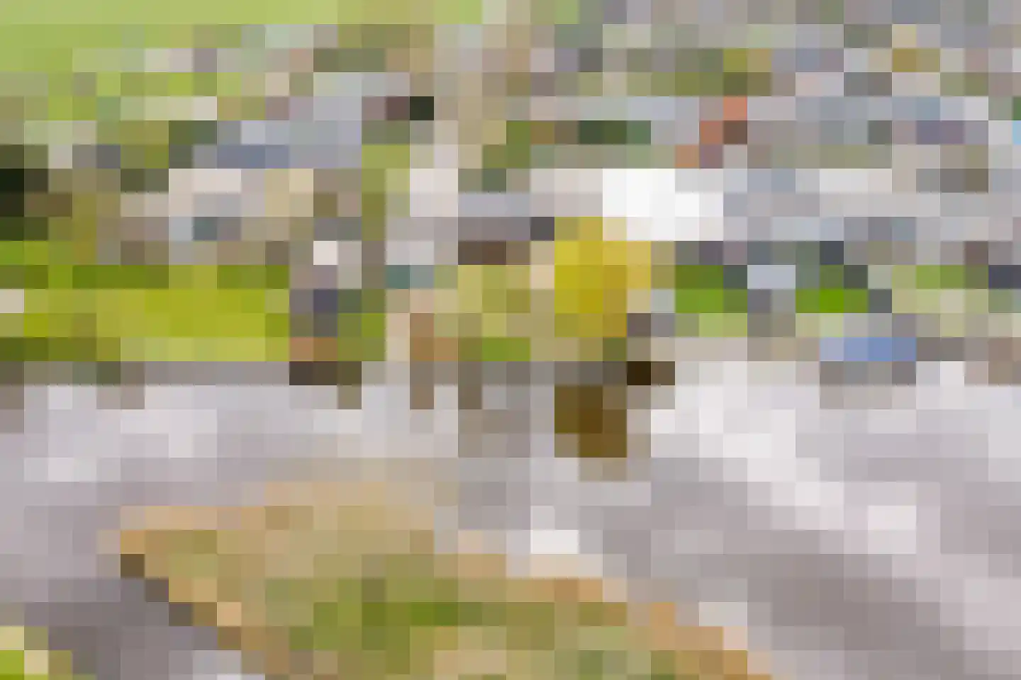 De Moor 30 West-Graftdijk thumbnail 5
