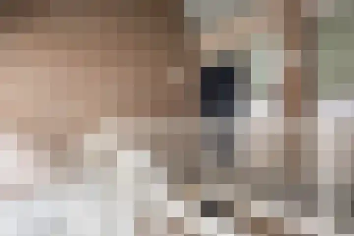 de Moriaan 27 Oirschot thumbnail 4