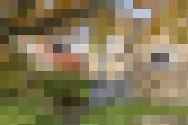 De Mors 26 Ootmarsum thumbnail 31