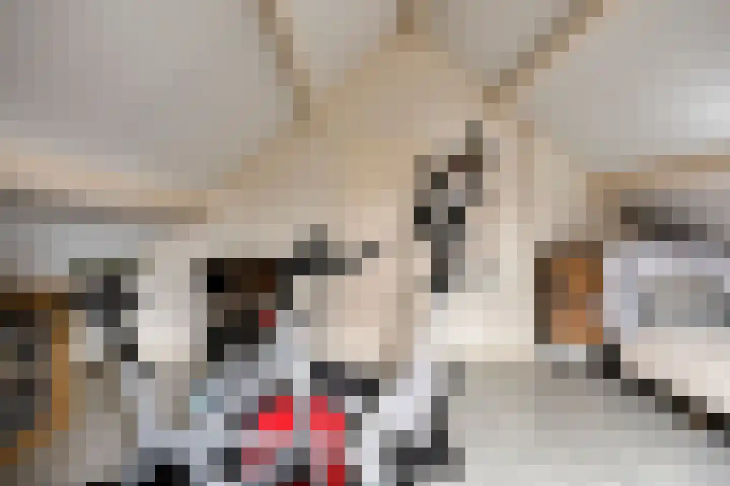 De Mortel 10 Hooge Mierde thumbnail 30