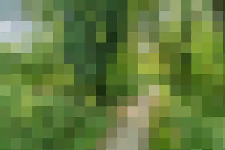 De Muonts 75 Witmarsum thumbnail 30