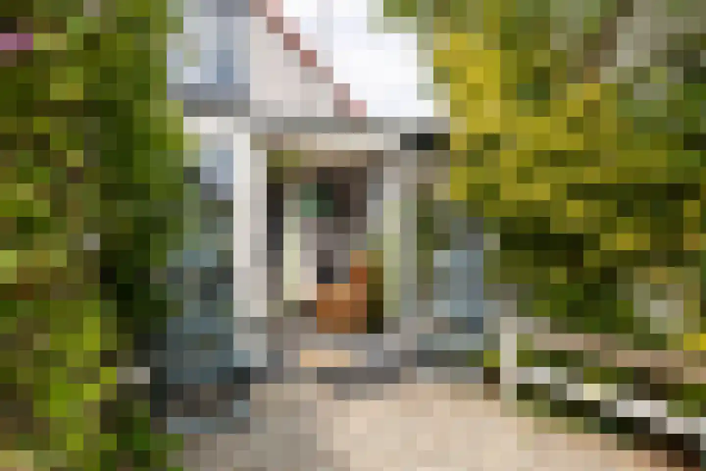 De Nachtpauw 11 Almelo thumbnail 31