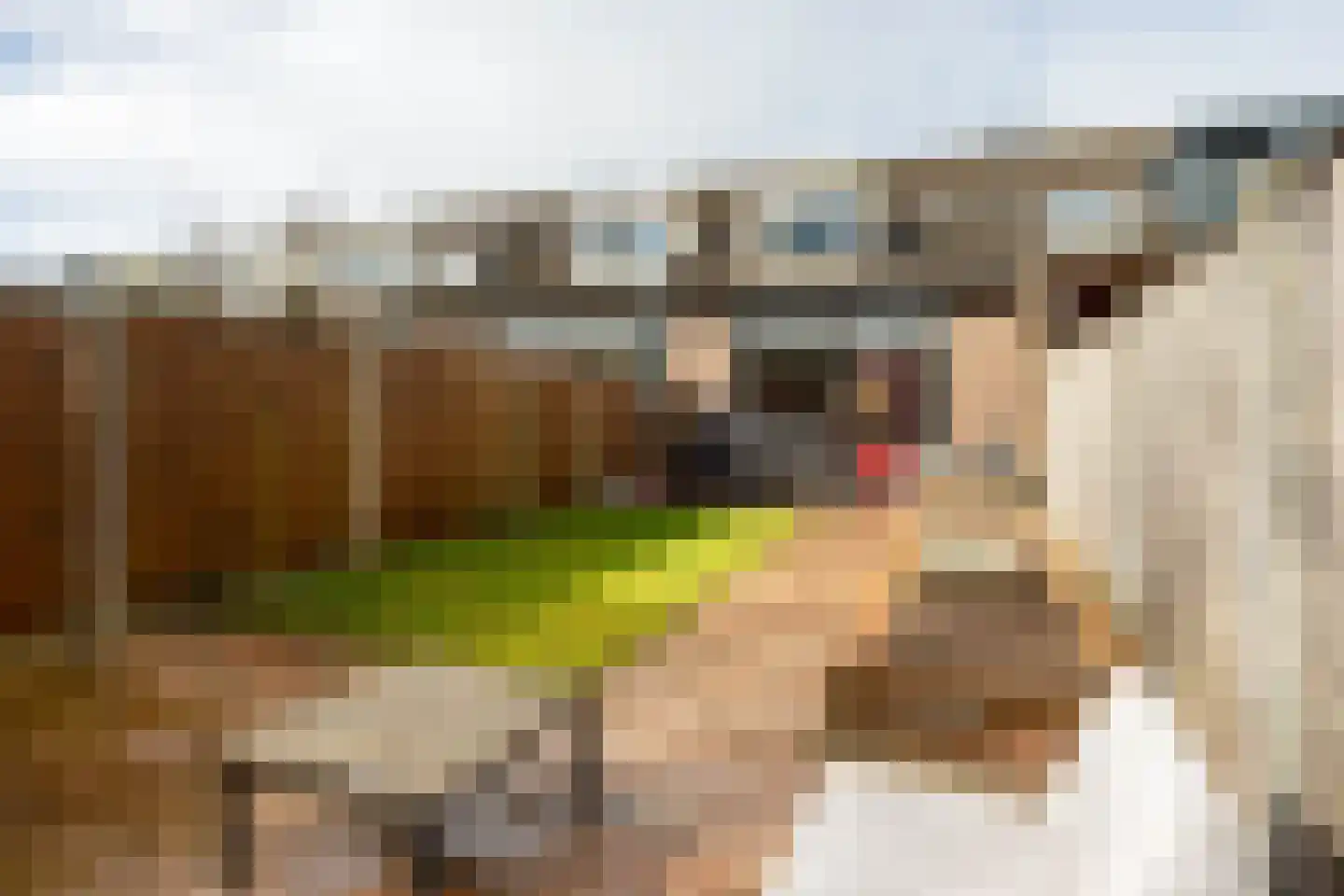 de Narcis 13 Hoogerheide thumbnail 24