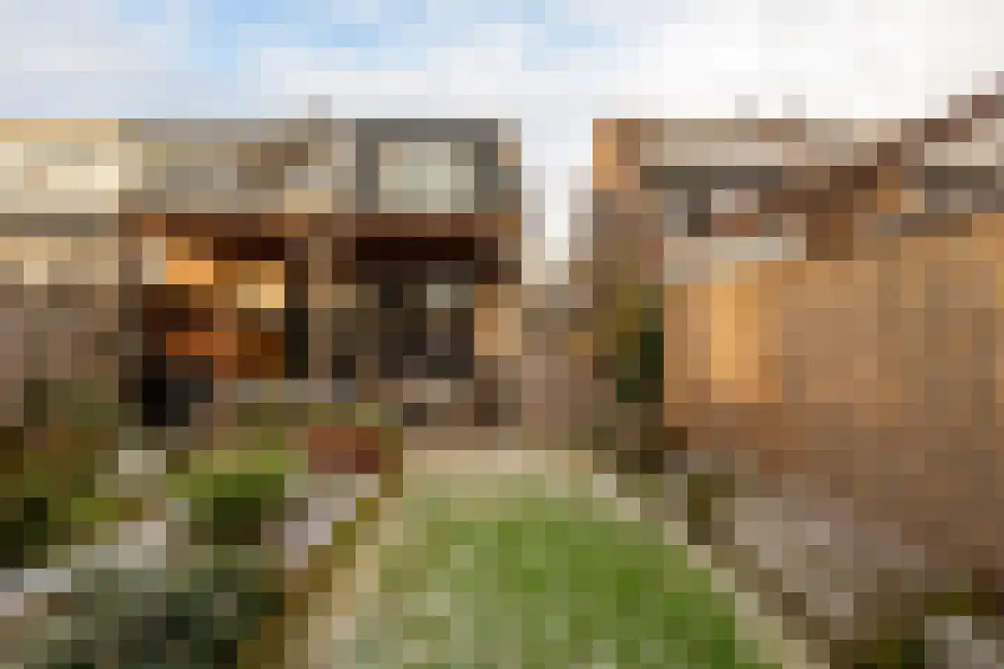 de Narcis 14 Hoogerheide thumbnail 21