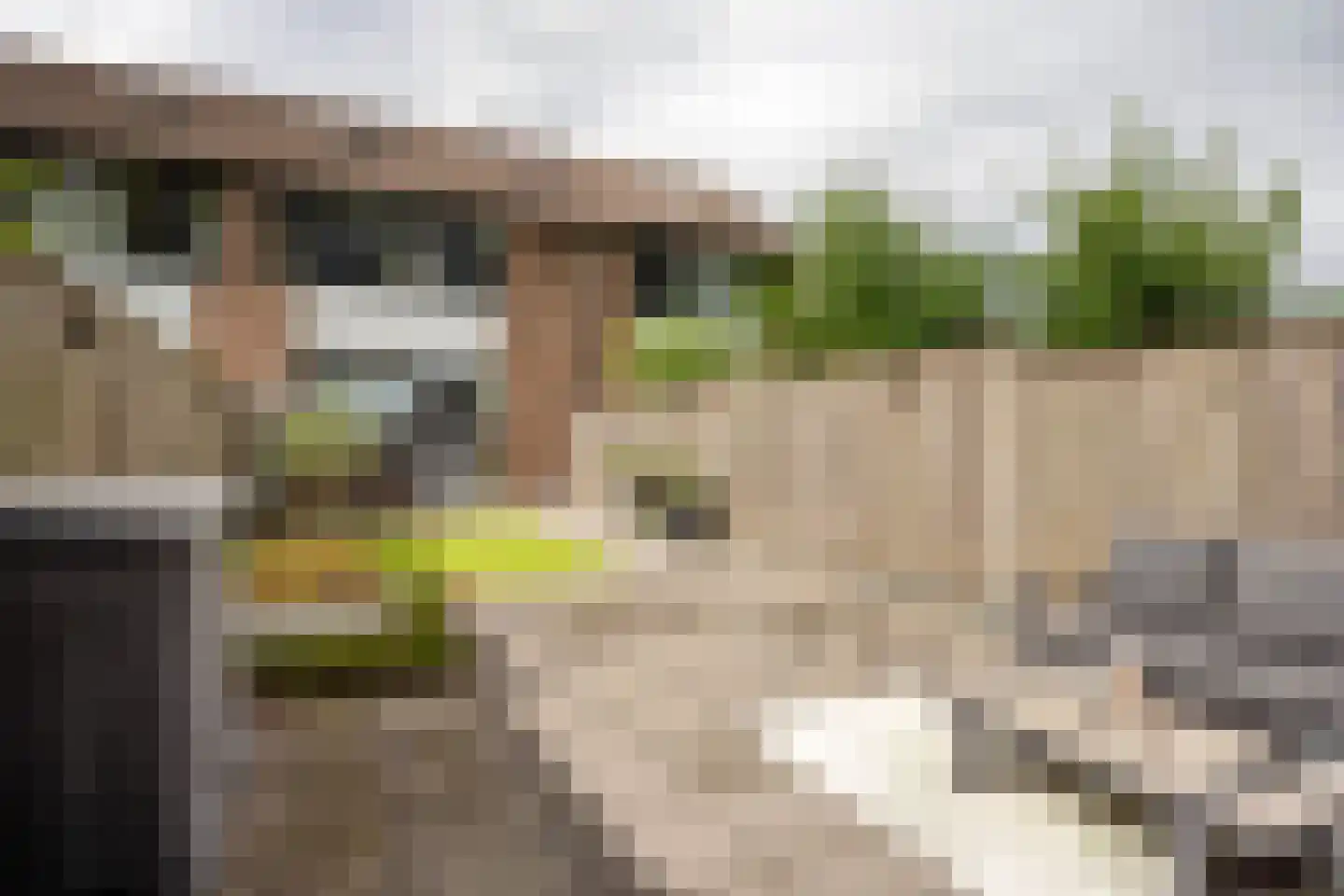 de Narcis 17 Hoogerheide thumbnail 32