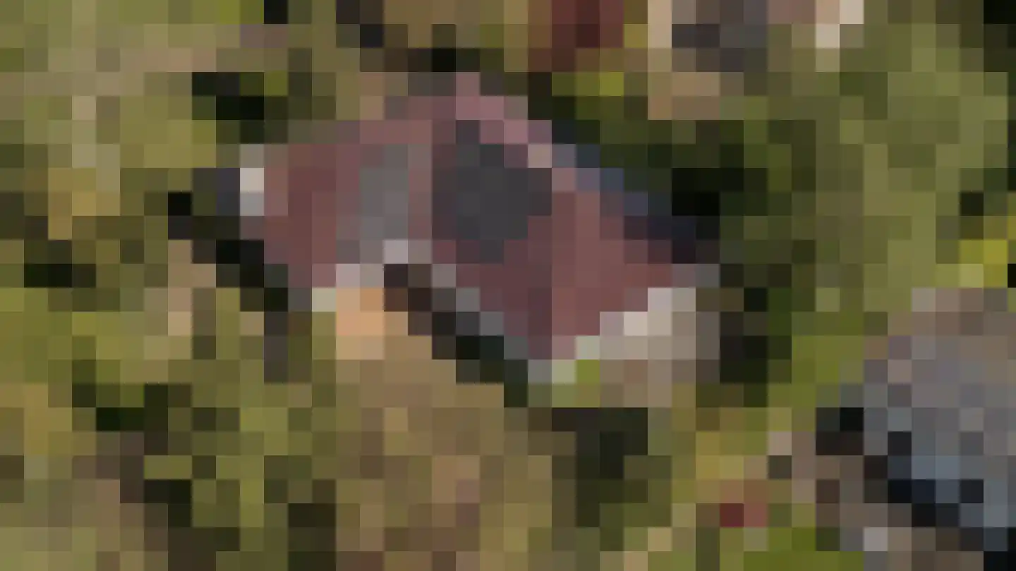 De Nes 14 Tiel thumbnail 47