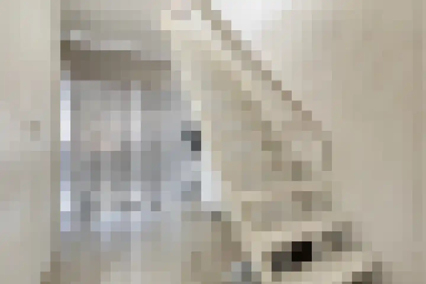 De Niers 2 Veghel thumbnail 5