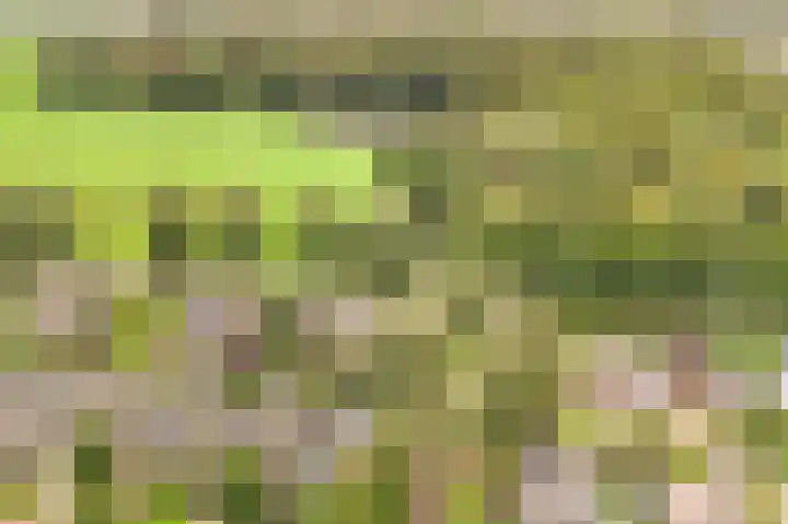 De Nieuwe Plantagie 6 Heiloo thumbnail 64