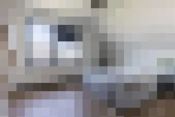 De Nieuwe Ploeg 7 Berlicum thumbnail 32
