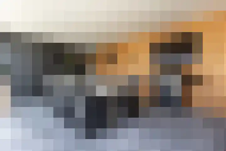 De Nieuwe Ploeg 7 Berlicum thumbnail 52