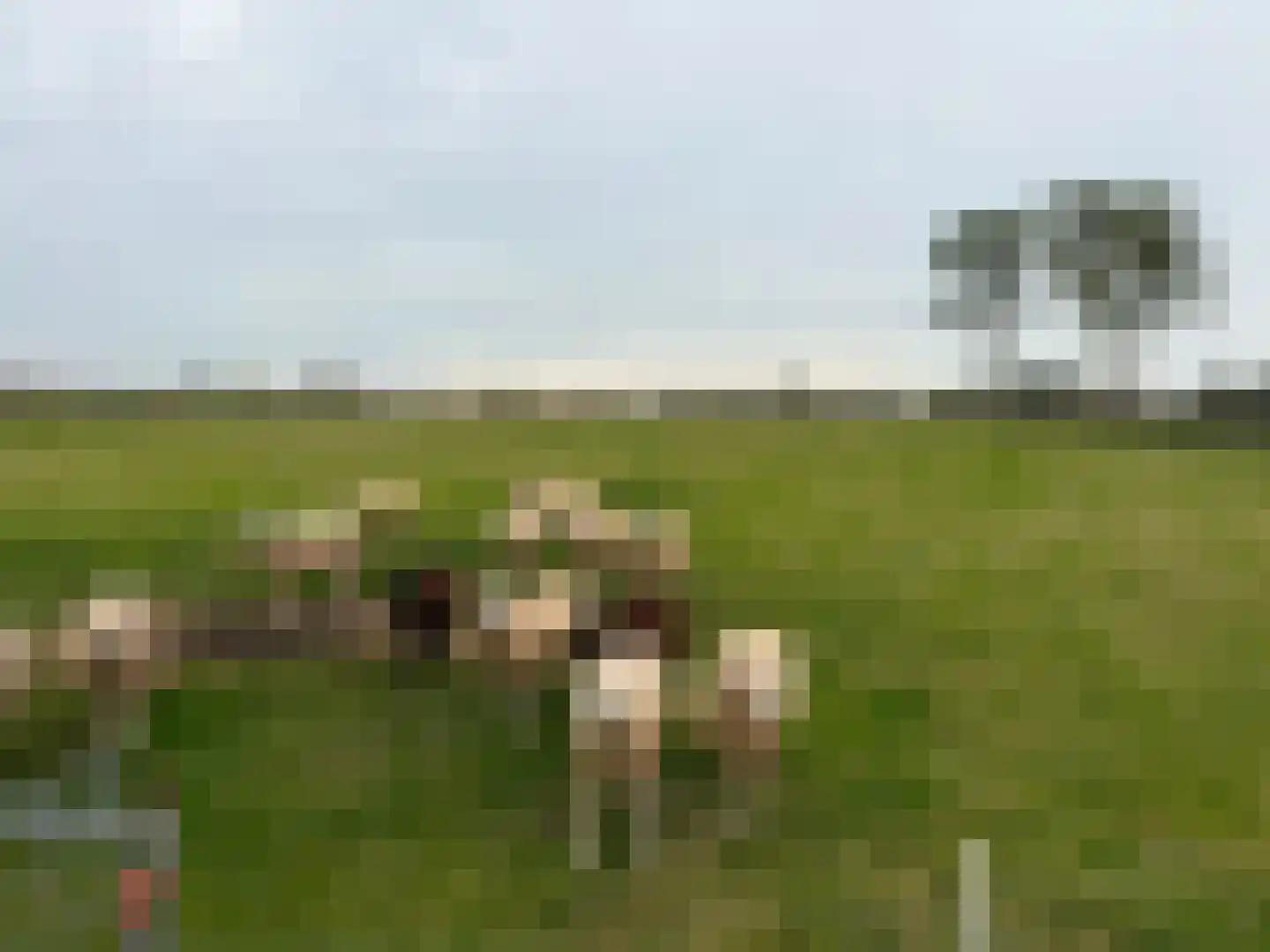 de Noord 52 GR IJsselmuiden thumbnail 22