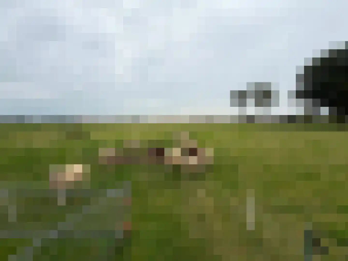 de Noord 52 GR IJsselmuiden thumbnail 23