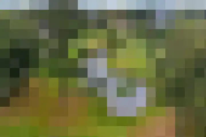 De Nova Cura 173 Drachten thumbnail 50