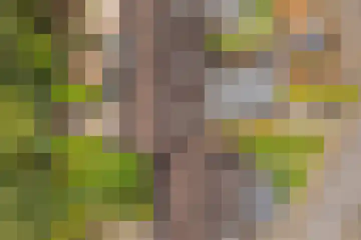 De Nova Cura 5 Drachten thumbnail 41