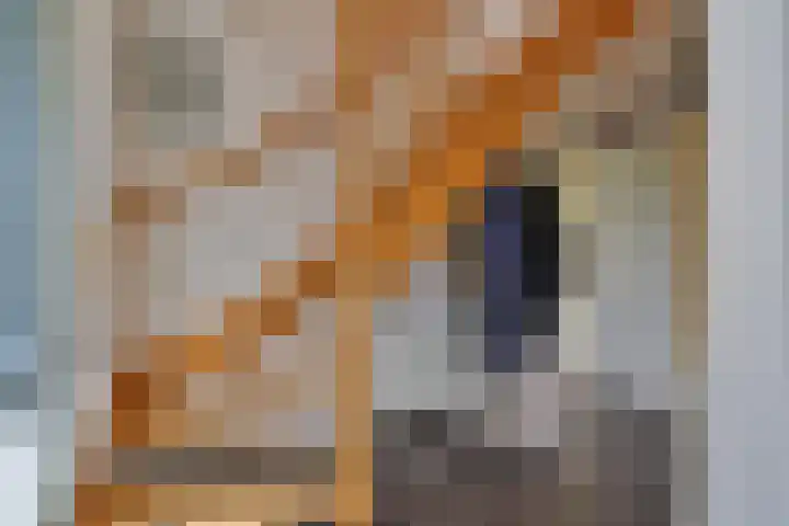 De Oester 8 Kornhorn thumbnail 26