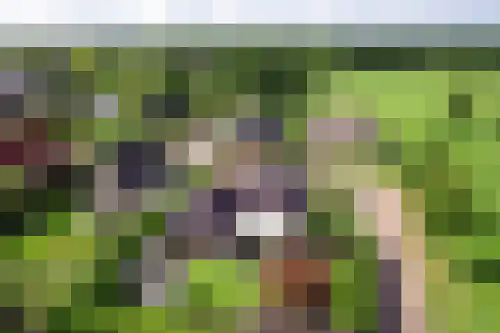 De Oester 8 Kornhorn thumbnail 5