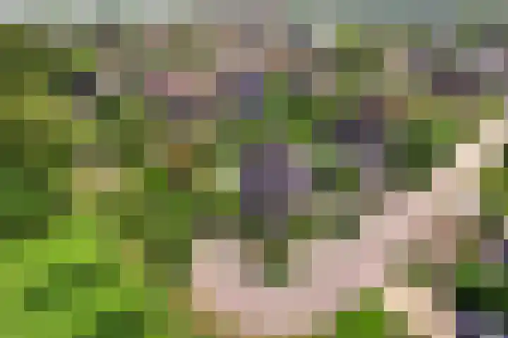 De Oester 8 Kornhorn thumbnail 65