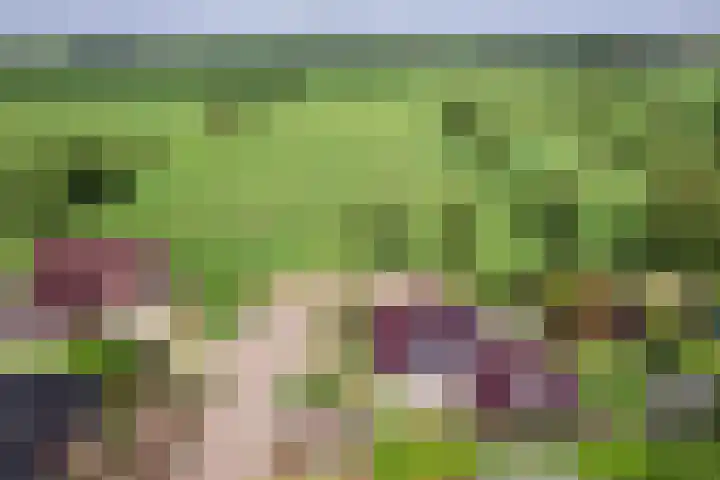 De Oester 8 Kornhorn thumbnail 68