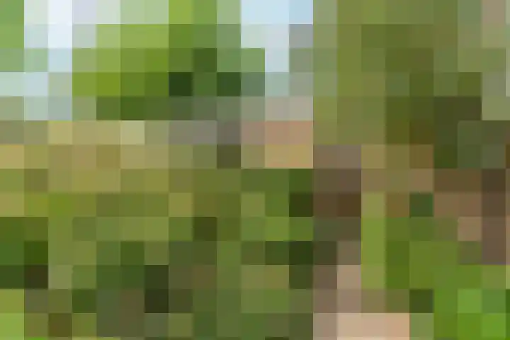 De Olmen 4 Zevenaar thumbnail 21